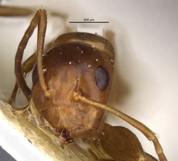 Media type: image;   Entomology 21528 Aspect: head frontal view